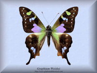 144-butterfly-Graphium-Weiskei