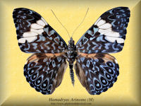 145-butterfly-Hamadryas-Arinome-(M)