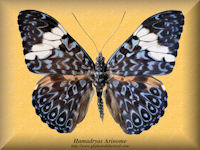146-butterfly-Hamadryas-Arinome