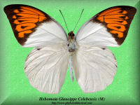 147-butterfly-Hebomoia-Glaucippe-Celebensis-(M)-Sulawesi