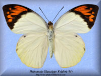 148-butterfly-Hebomoia-Glaucippe-Felderi-(M)-Morotai