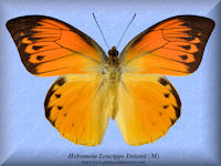149-butterfly-Hebomoia-Leucippe-Detanii-(M)-Peleng