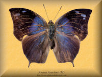 15-butterfly-Anaea-Arachne-(M)-Bolivia