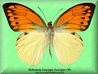 150-butterfly-Hebomoia-Leucippe-Leucippe-(M)-Ceram