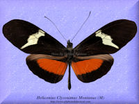 151-butterfly-Heliconius-Clysonimus-Montanus-(M)-Costa-Rica