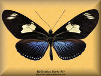 152-butterfly-Heliconius-Doris-(M)-Peru