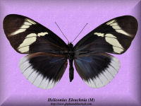 153-butterfly-Heliconius-Eleuchnia-(M)-Costa-rica