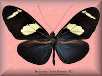 154-butterfly-Heliconius-Sara-Thamar-(M)-Peru