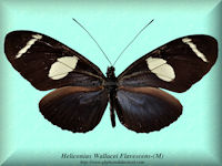 155-butterfly-Heliconius-Wallacei-Flavescens-(M)-Peru