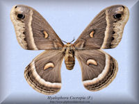 156-butterfly-Hyalophora-Cecropia-(F)