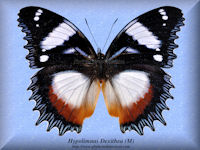 158-butterfly-Hypolimnas-Dexithea-(M)-Madagascar