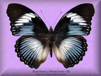 159-butterfly-Hypolimnas-Monteironis-(M)-Bambiri-RCA