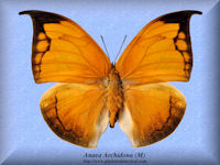 16-butterfly-Anaea-Archidona-(M)-Peru