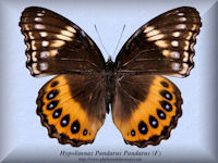 160-butterfly-Hypolimnas-Pandarus-Pandarus-(F)-Bambiri-RCA