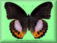 161-butterfly-Hypolimnas-Pandarus-Pandarus-(M)-Bambiri-RCA