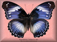 162-butterfly-Hypolimnas-Salmacis-(M)-Bambiri-RCA