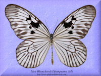 163-butterfly-Idea-Blanchardi-Djampeana-(M)-Jampea