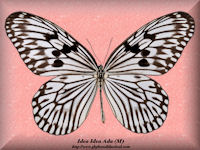 164-butterfly-Idea-Idea-Ada-(M)-Buru