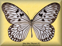165-butterfly-Idea-Idea-Thornei-(F)-Tiliabu-Island