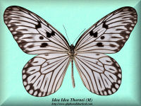 166-butterfly-Idea-Idea-Thornei-(M)-Tiliabu-Island
