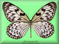 167-butterfly-Idea-Leuconoe-(M)-Malaysia