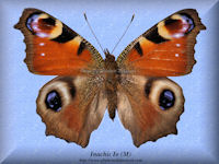 168-butterfly-Inachis-Io-(M)-China