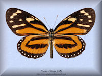 169-butterfly-Ituna-Ilione-(M)-Peru