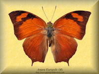 17-butterfly-Anaea-Eurypyle-(M)-Peru