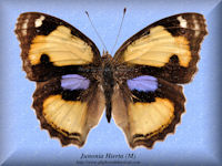 170-butterfly-Junonia-Hierta-(M)-Thailand