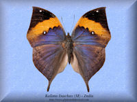 171-butterfly-Kalima-Inachus-(M)-Khadi-Hills-India
