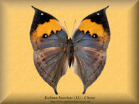 172-butterfly-Kalima-Inachus-(M)-Liaoning-China