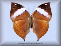 173-butterfly-Kalima-Paralekta-Paralekta-(F)-W.Java