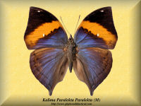 174-butterfly-Kalima-Paralekta-Paralekta-(M)-W.Java