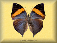 175-butterfly-Kallima-Paralekta-(M)
