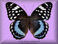 176-butterfly-Lexias-Satrapes-Amlana-(M)-Philippines