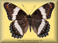 177-butterfly-Limenitis-Arthemis-Arthemis-(M)-Ontario