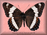 178-butterfly-Limenitis-Arthemis-Rubrofasciata-(M)-Saskatchewan