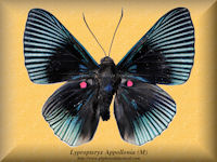 179-butterfly-Lypropteryx-Appollonia-(M)-Peru