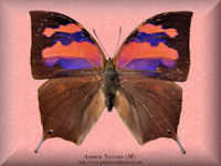 18-butterfly-Anaea-Nessus-(M)-Peru