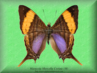 180-butterfly-Marpesia-Marcella-Corina-(M)-Peru