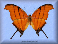 181-butterfly-Marpesia-Petreus-(M)-Peru