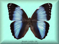 182-butterfly-Morpho-Achilles-(M)