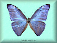 183-butterfly-Morpho-Adonis-(M)