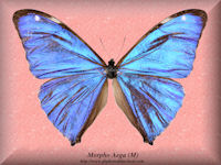 184-Butterfly-Morpho-Aega-(M)-Brazil