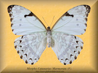 185-butterfly-Morpho-Catanarius-Marmorata-(F)-South-America
