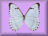 186-butterfly-Morpho-Catanarius-South-America-(M)