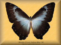 187-butterfly-Morpho-cisseis-gahua-blue-(M)-upper-nuallaga-valley-peru