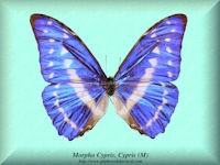 188-butterfly-Morpho-Cypris-Cypris-South-America-(M)