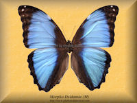 189-butterfly-Morpho-Deidamia-(M)-Peru