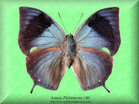 19-butterfly-Anaea-Philumena-(M)-Peru